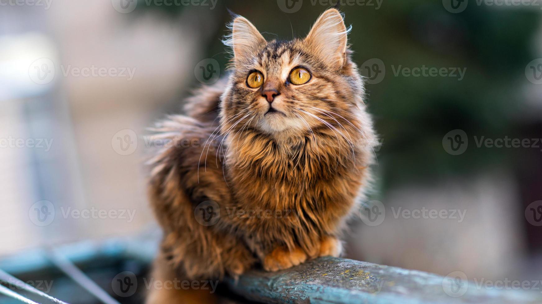 Close-up portrait of a gray striped domestic cat.Image for veterinary clinics, sites about cats, for cat food. photo