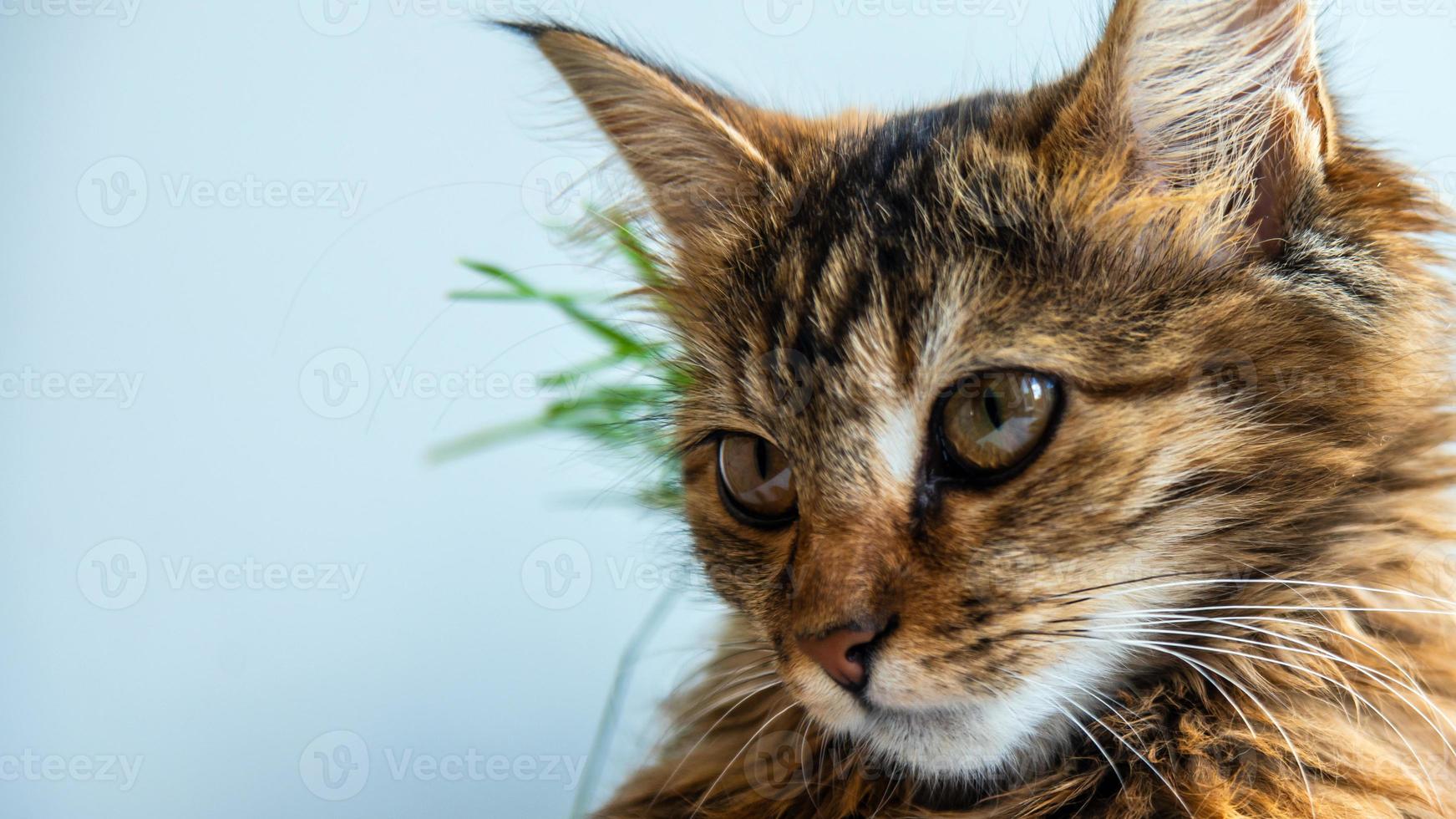 Close-up portrait of a gray striped domestic cat.Image for veterinary clinics, sites about cats, for cat food. photo