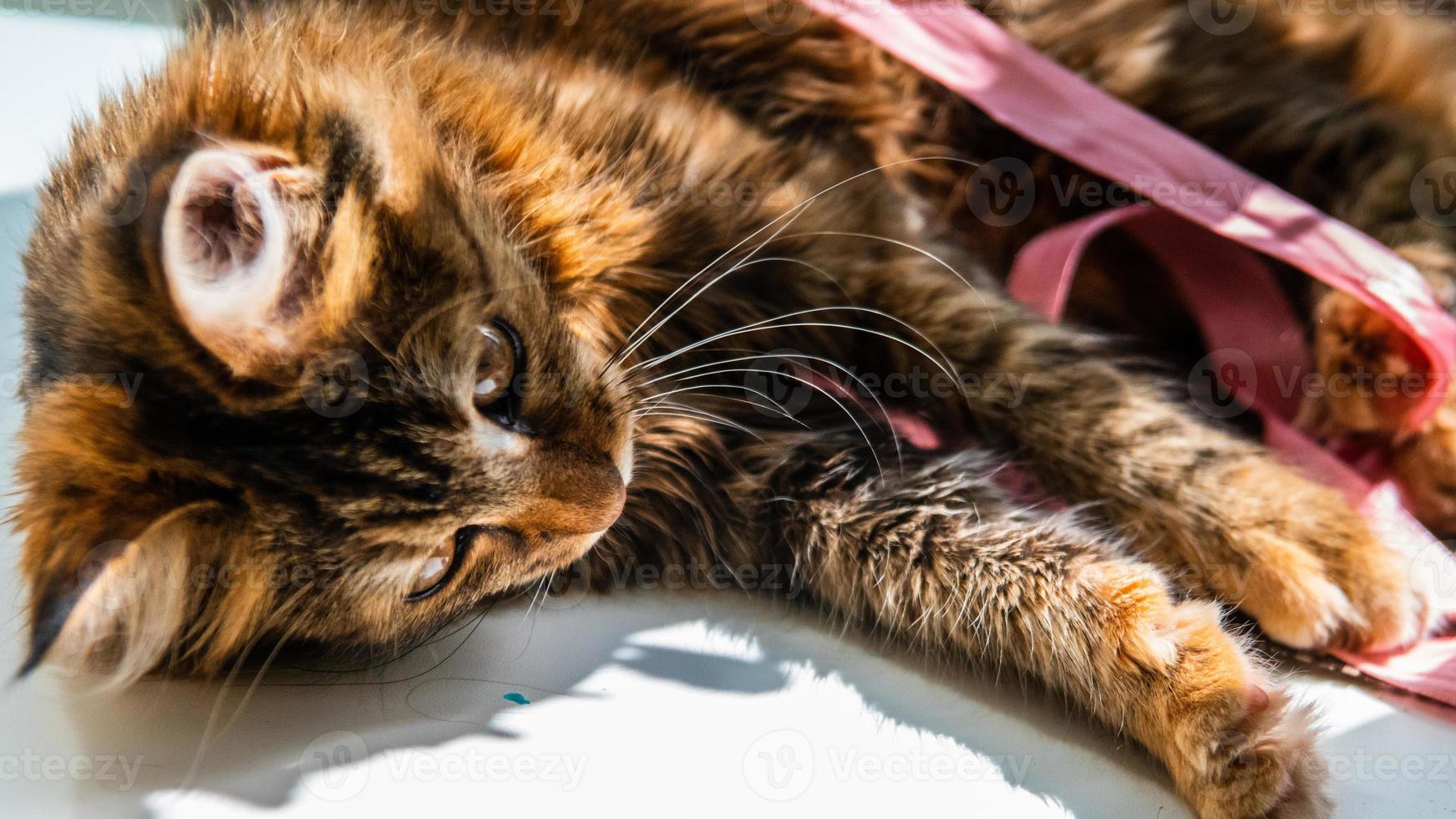 Close-up portrait of a gray striped domestic cat.Image for veterinary clinics, sites about cats, for cat food. photo