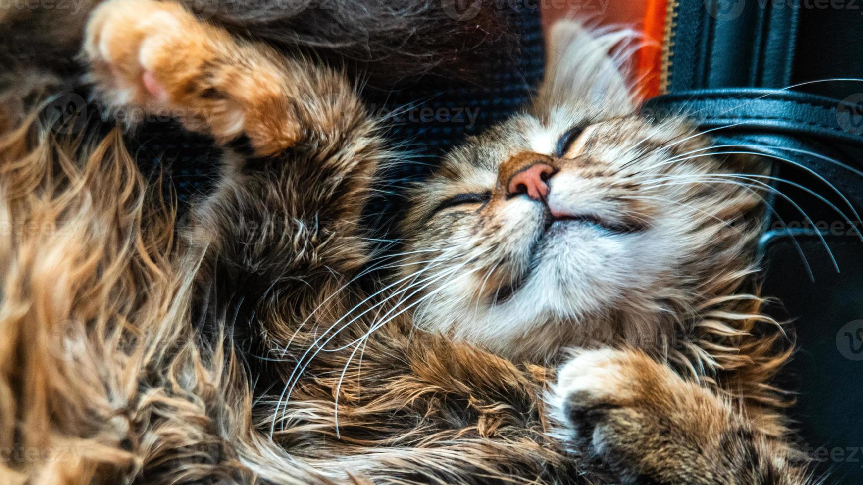 Close-up portrait of a gray striped domestic cat.Image for veterinary clinics, sites about cats, for cat food. photo