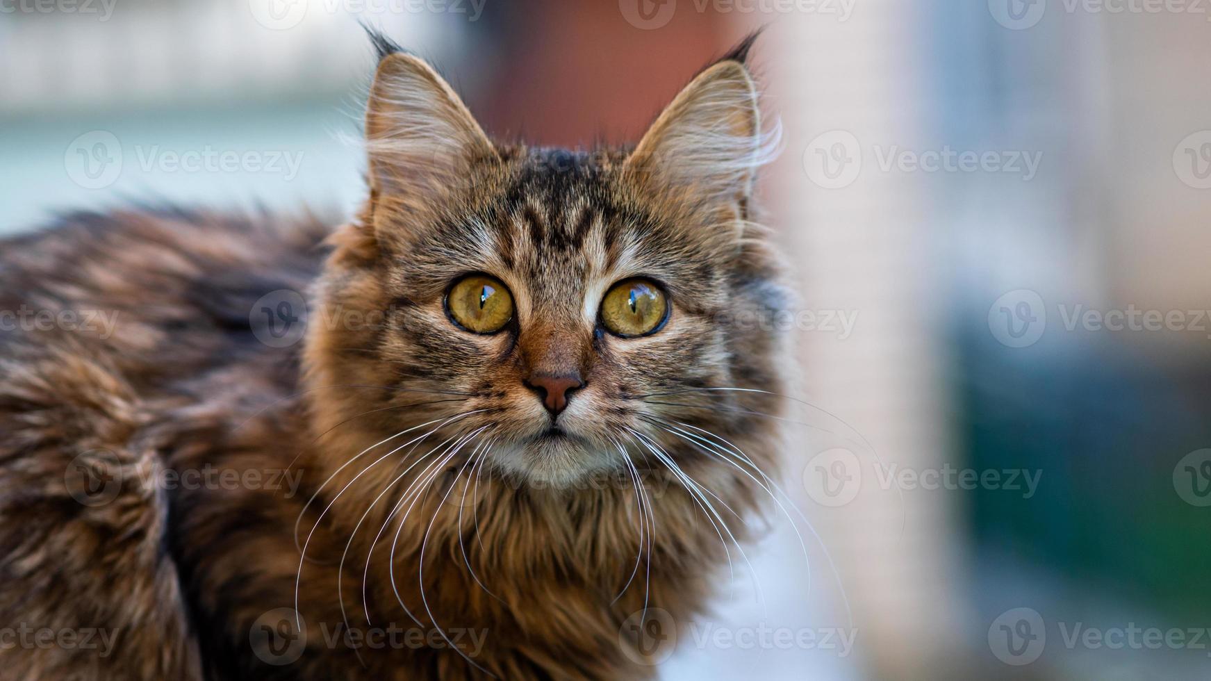 Close-up portrait of a gray striped domestic cat.Image for veterinary clinics, sites about cats, for cat food. photo