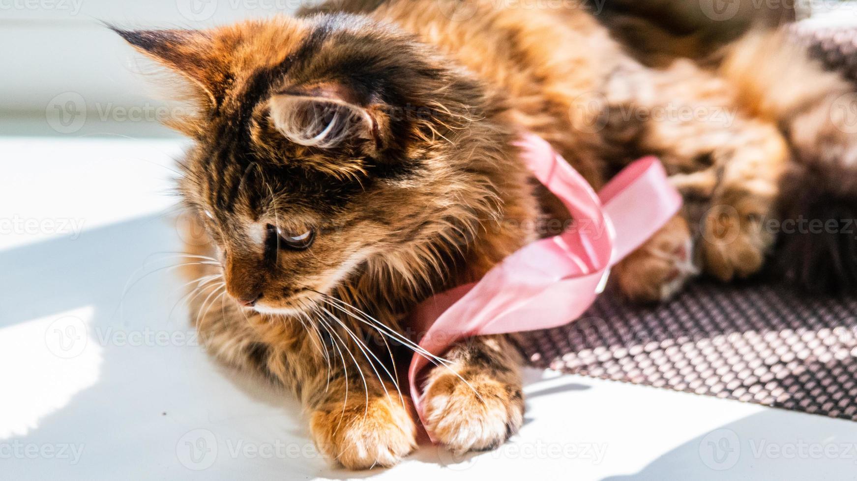Close-up portrait of a gray striped domestic cat.Image for veterinary clinics, sites about cats, for cat food. photo