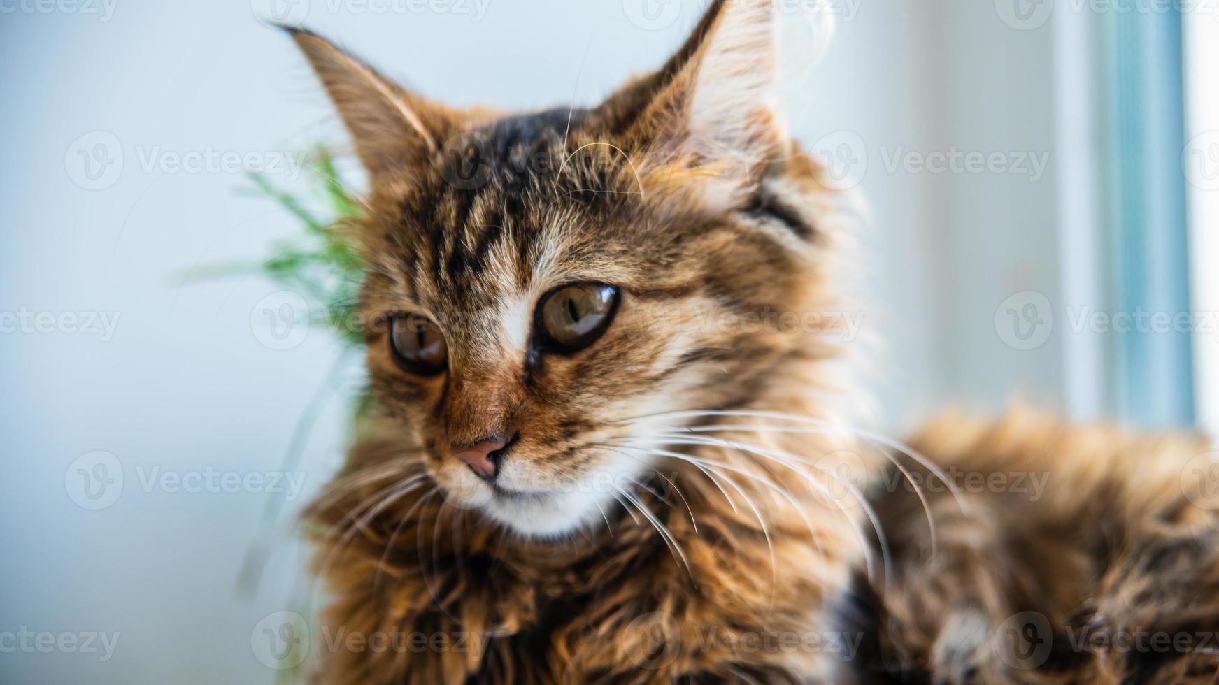 Close-up portrait of a gray striped domestic cat.Image for veterinary clinics, sites about cats, for cat food. photo