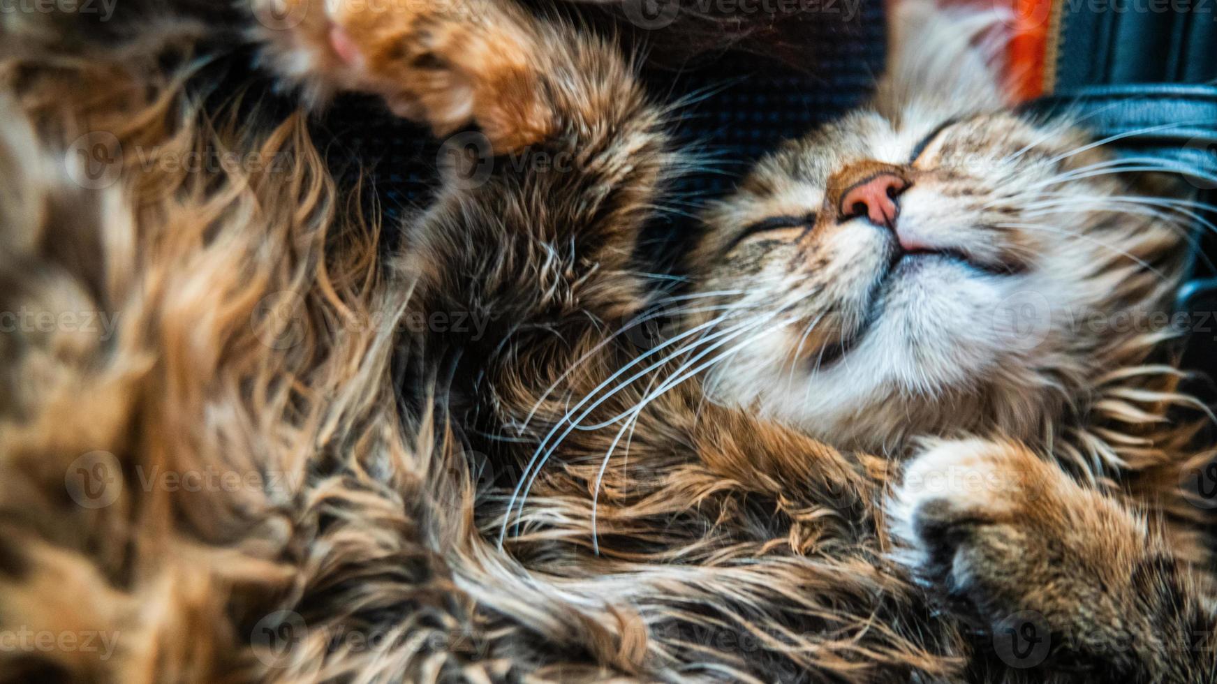 Close-up portrait of a gray striped domestic cat.Image for veterinary clinics, sites about cats, for cat food. photo