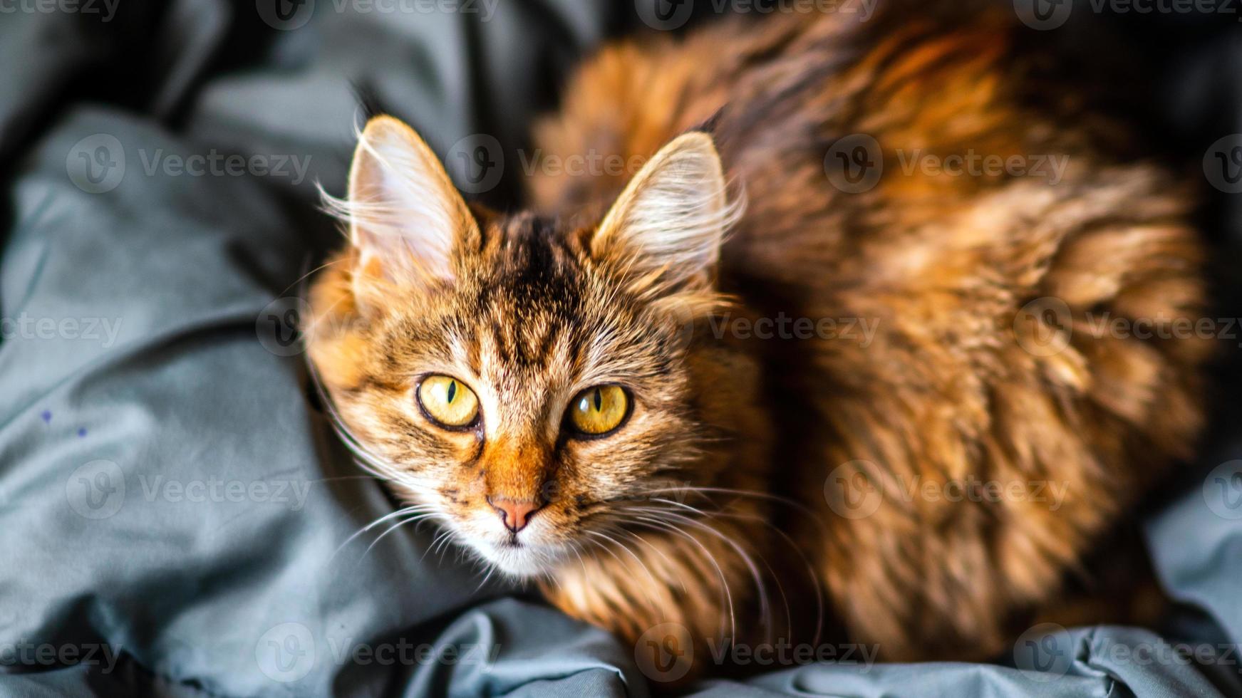 Close-up portrait of a gray striped domestic cat.Image for veterinary clinics, sites about cats, for cat food. photo