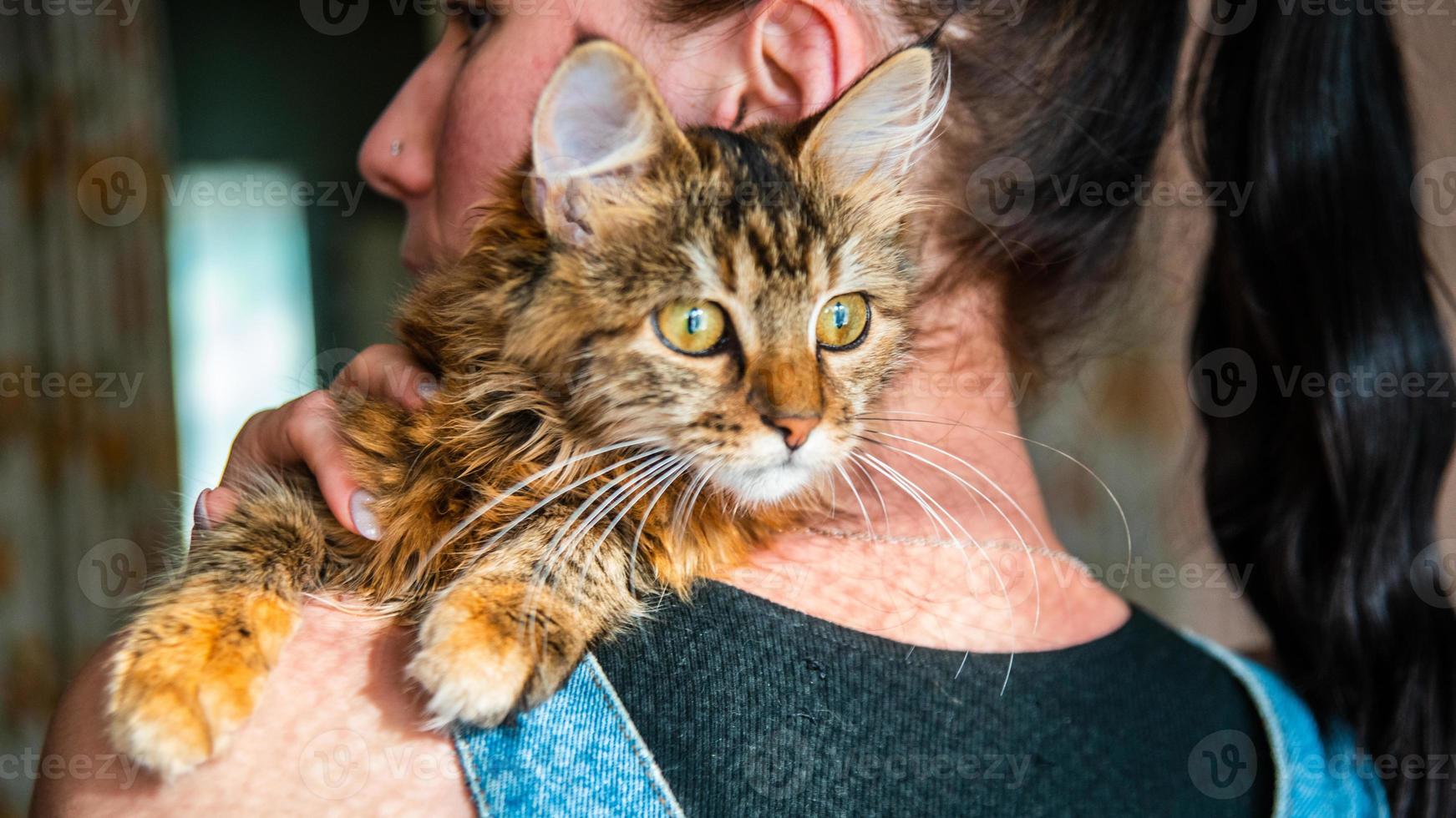 Close-up portrait of a gray striped domestic cat.Image for veterinary clinics, sites about cats, for cat food. photo