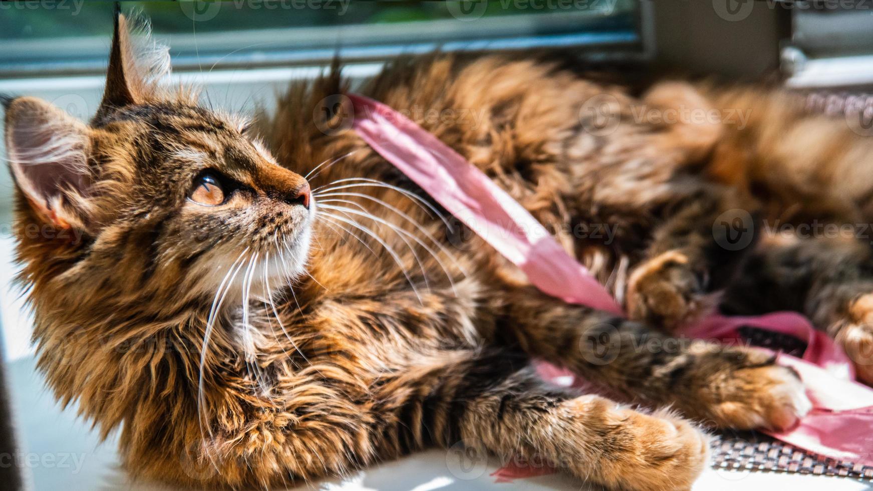 Close-up portrait of a gray striped domestic cat.Image for veterinary clinics, sites about cats, for cat food. photo