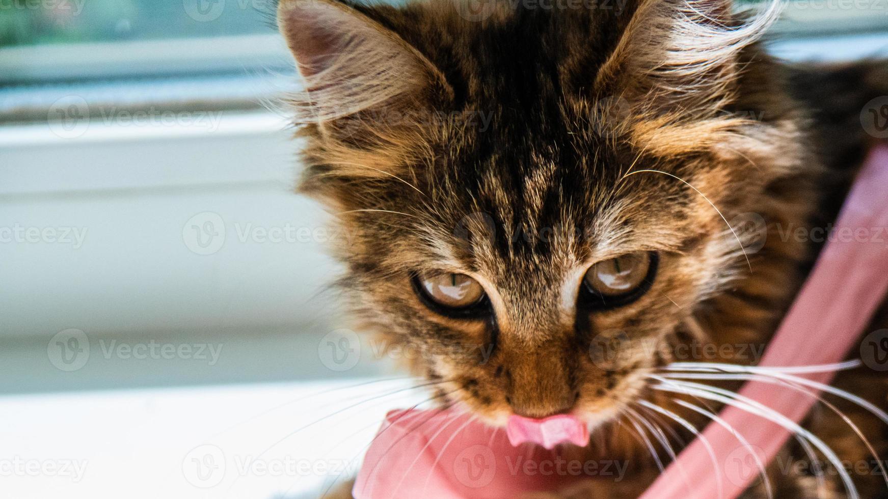 Close-up portrait of a gray striped domestic cat.Image for veterinary clinics, sites about cats, for cat food. photo