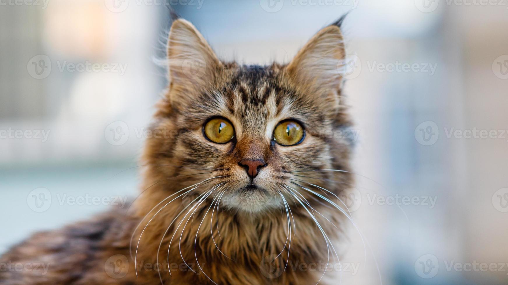 Close-up portrait of a gray striped domestic cat.Image for veterinary clinics, sites about cats, for cat food. photo