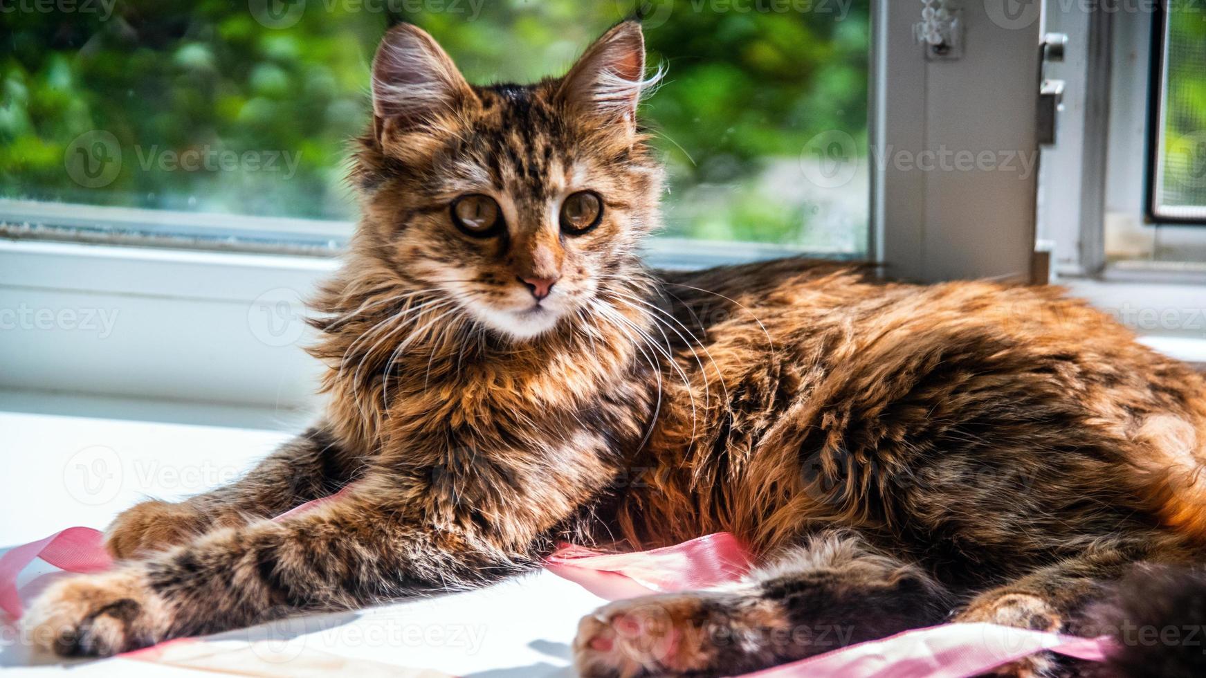 Close-up portrait of a gray striped domestic cat.Image for veterinary clinics, sites about cats, for cat food. photo