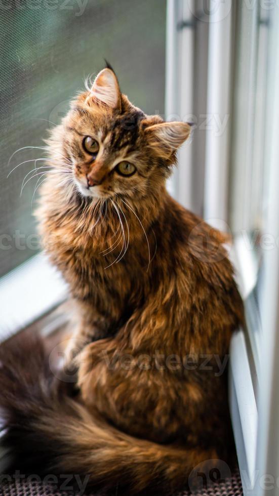 Close-up portrait of a gray striped domestic cat.Image for veterinary clinics, sites about cats, for cat food. photo