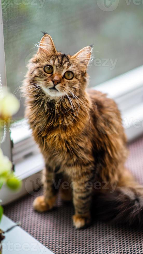 Close-up portrait of a gray striped domestic cat.Image for veterinary clinics, sites about cats, for cat food. photo