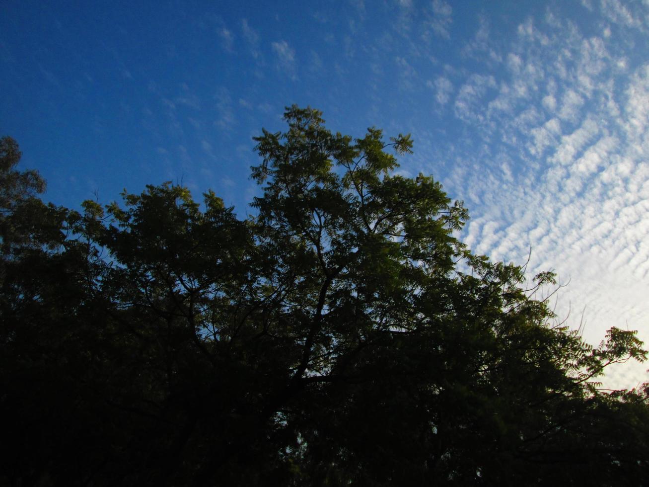 Blue Sky and Silhouette Of Trees During Day In Karachi Pakistan 2022 photo