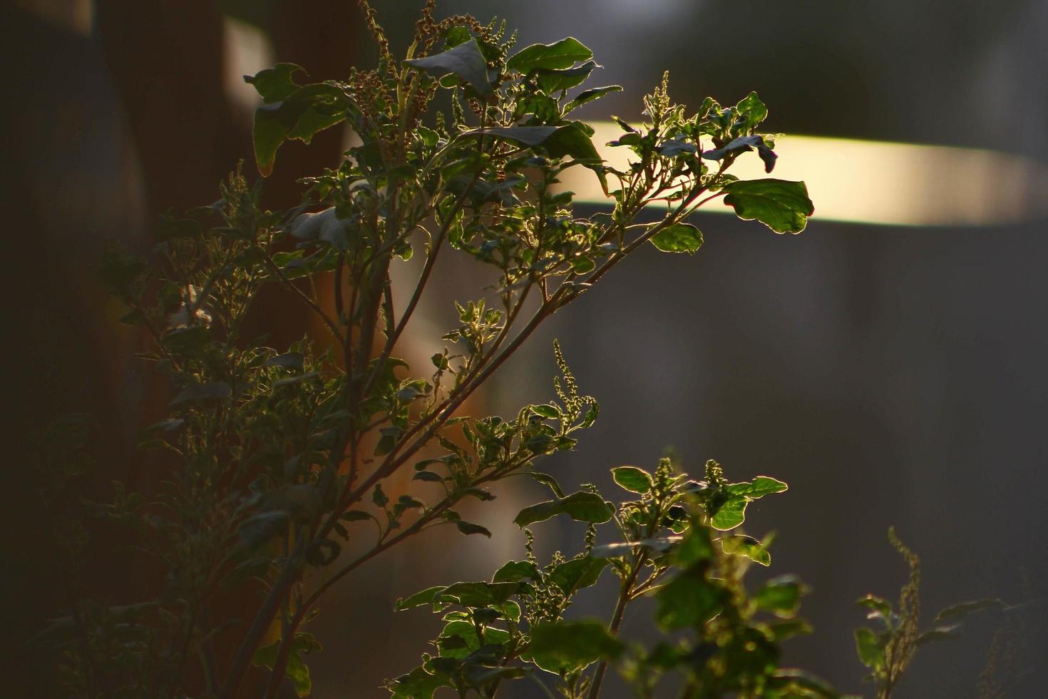 rayos de sol a través de plantas en jardines al aire libre en karachi pakistán 2022 foto