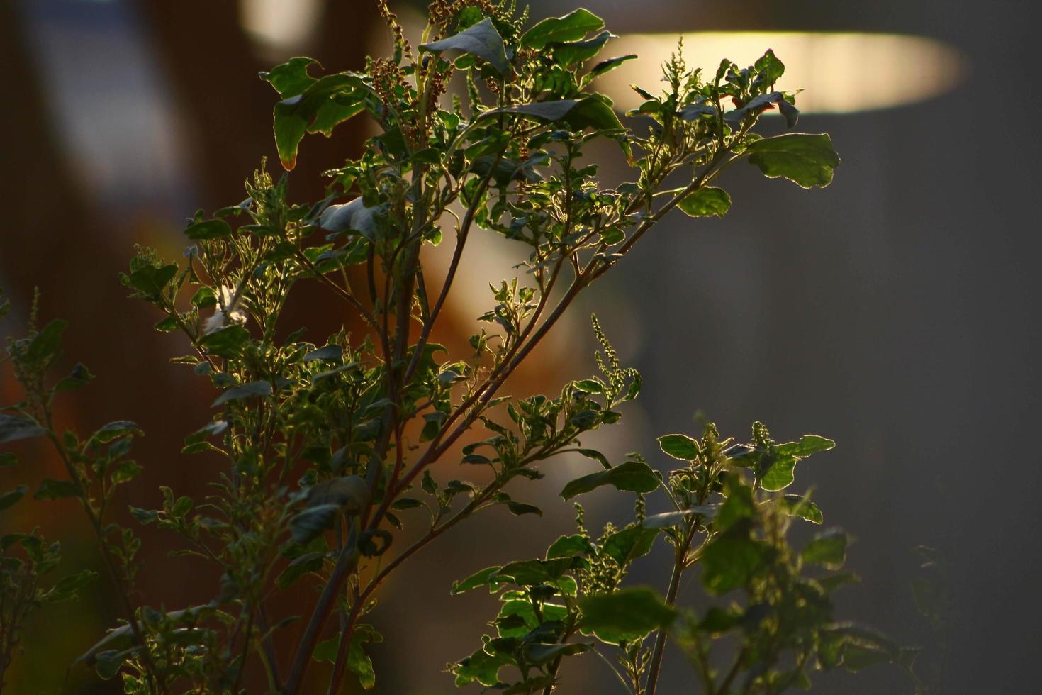 rayos de sol a través de plantas en jardines al aire libre en karachi pakistán 2022 foto