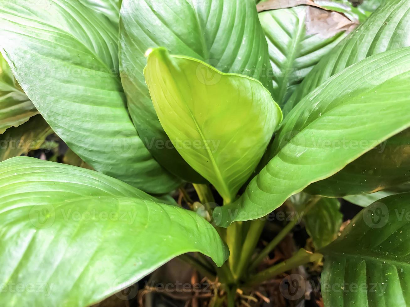 Closeup nature view of green leaf in garden. photo