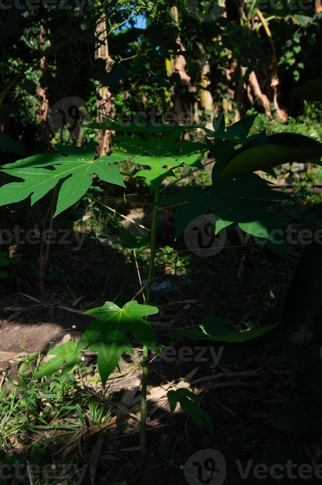 papaya leaves on the tree are still small photo