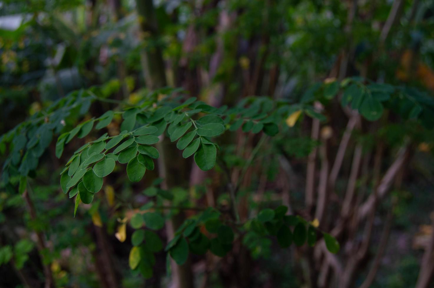 fresh moringa leaves which have many benefits photo