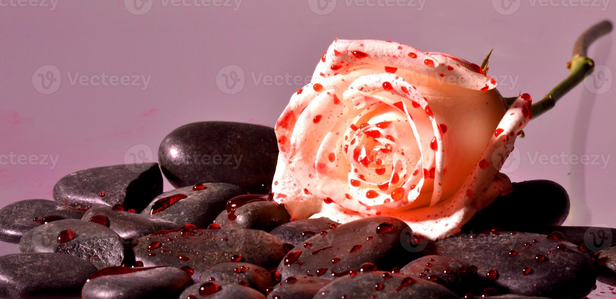 Blood splattered rose and stones photo
