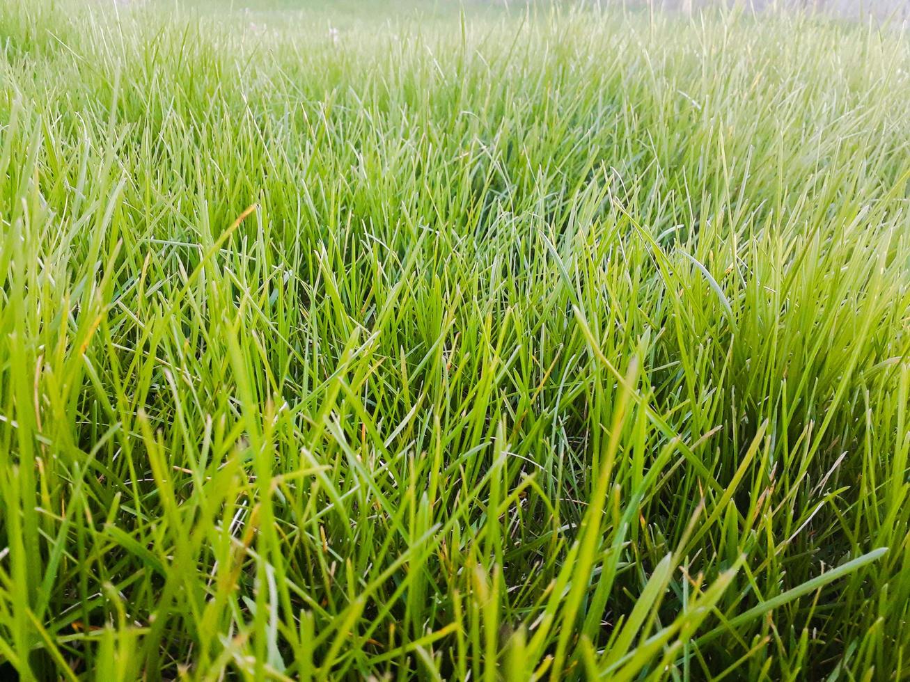 Long blades of Grass. photo