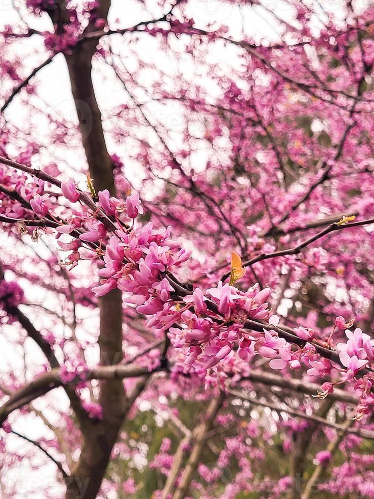 Arkansas Cherry Blossoms photo