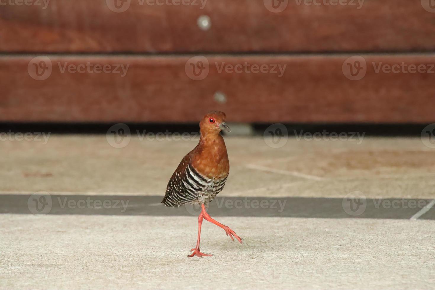 crake de patas rojas en el suelo foto