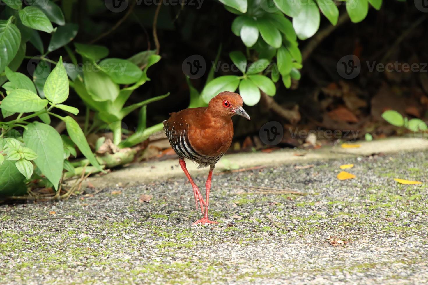 Red Legged Crake on the ground photo