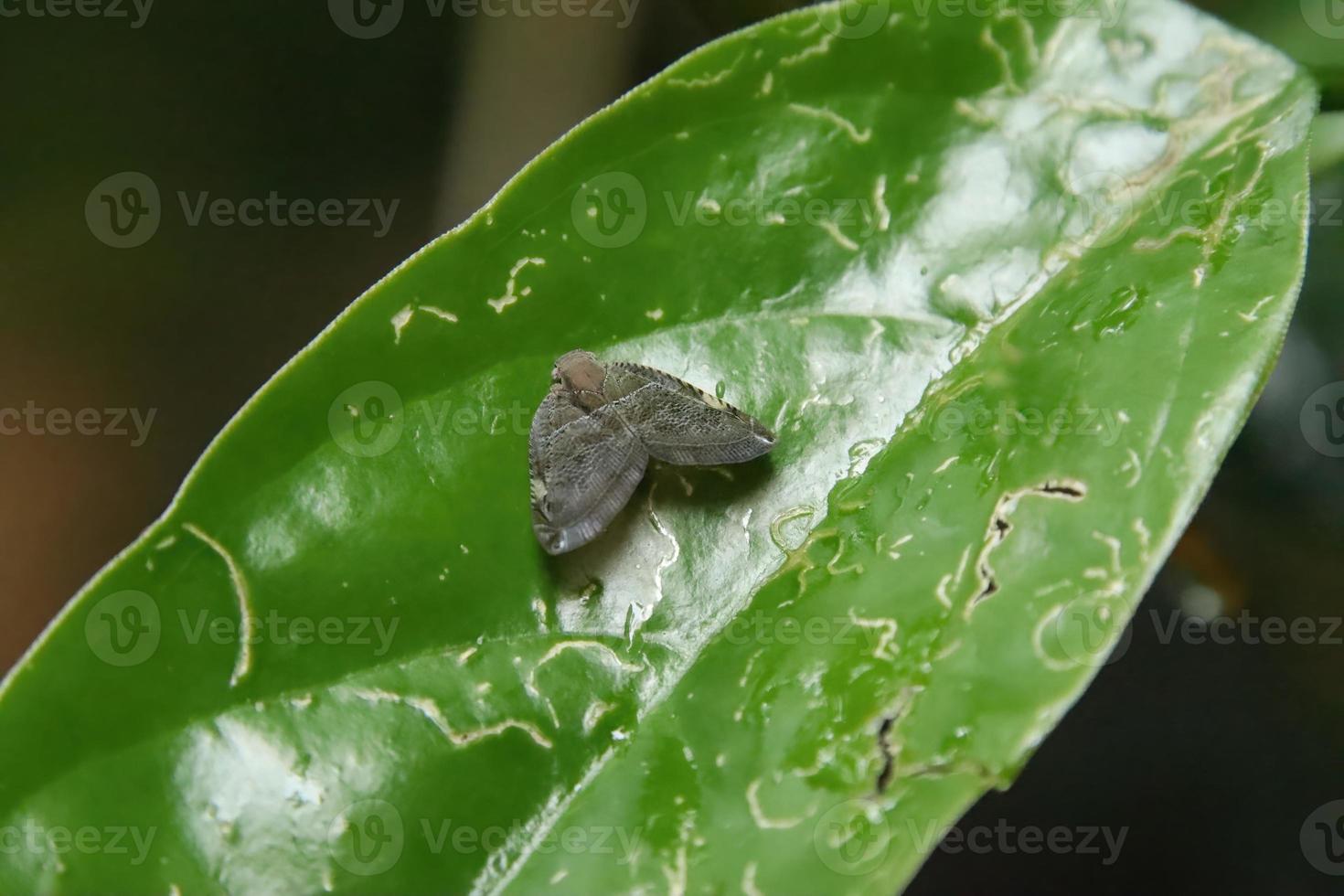 Grey Plant Hopper on a leaf photo