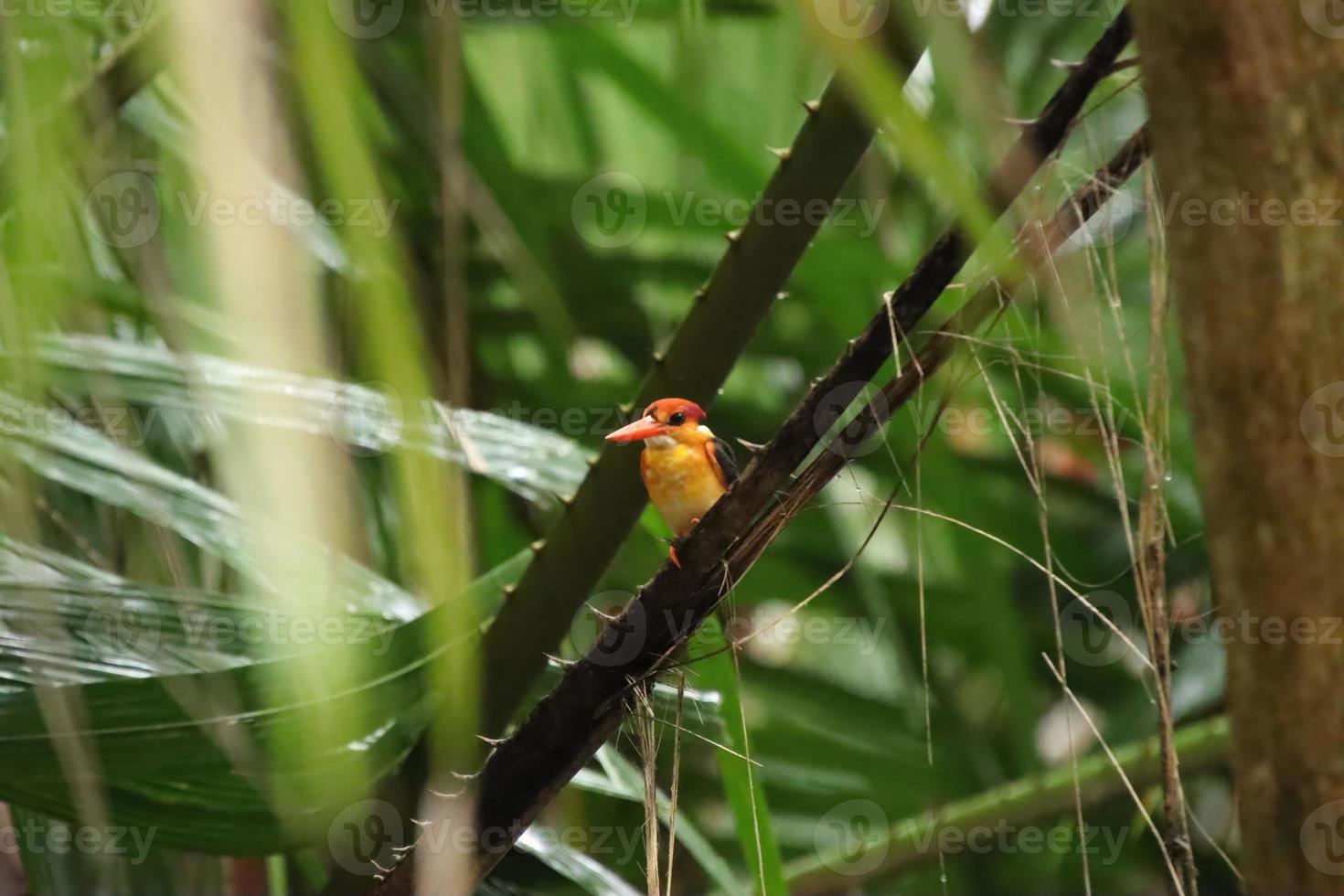 Oriental Dwarf Kingfisher looking for prey photo