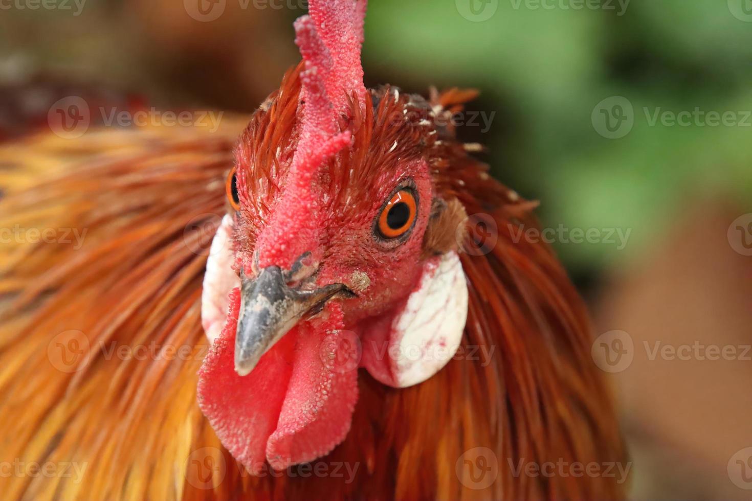 pollo rojo de las aves de la jungla mirando a la cámara foto