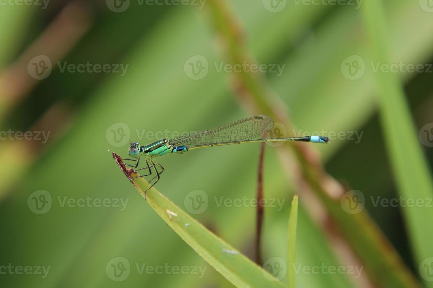 Common Blue Tail Damselfly Dragonfly photo