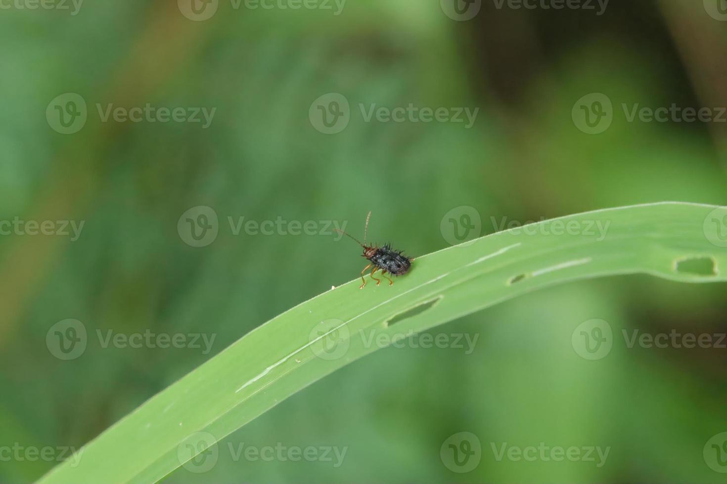 pequeño insecto en una hoja en un parque foto