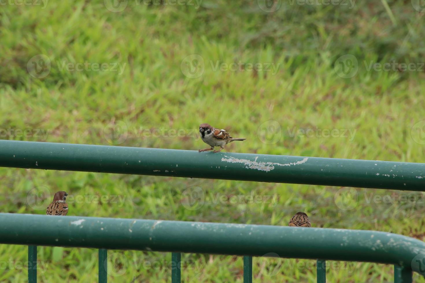 Paddy field pipit bird in the grass photo