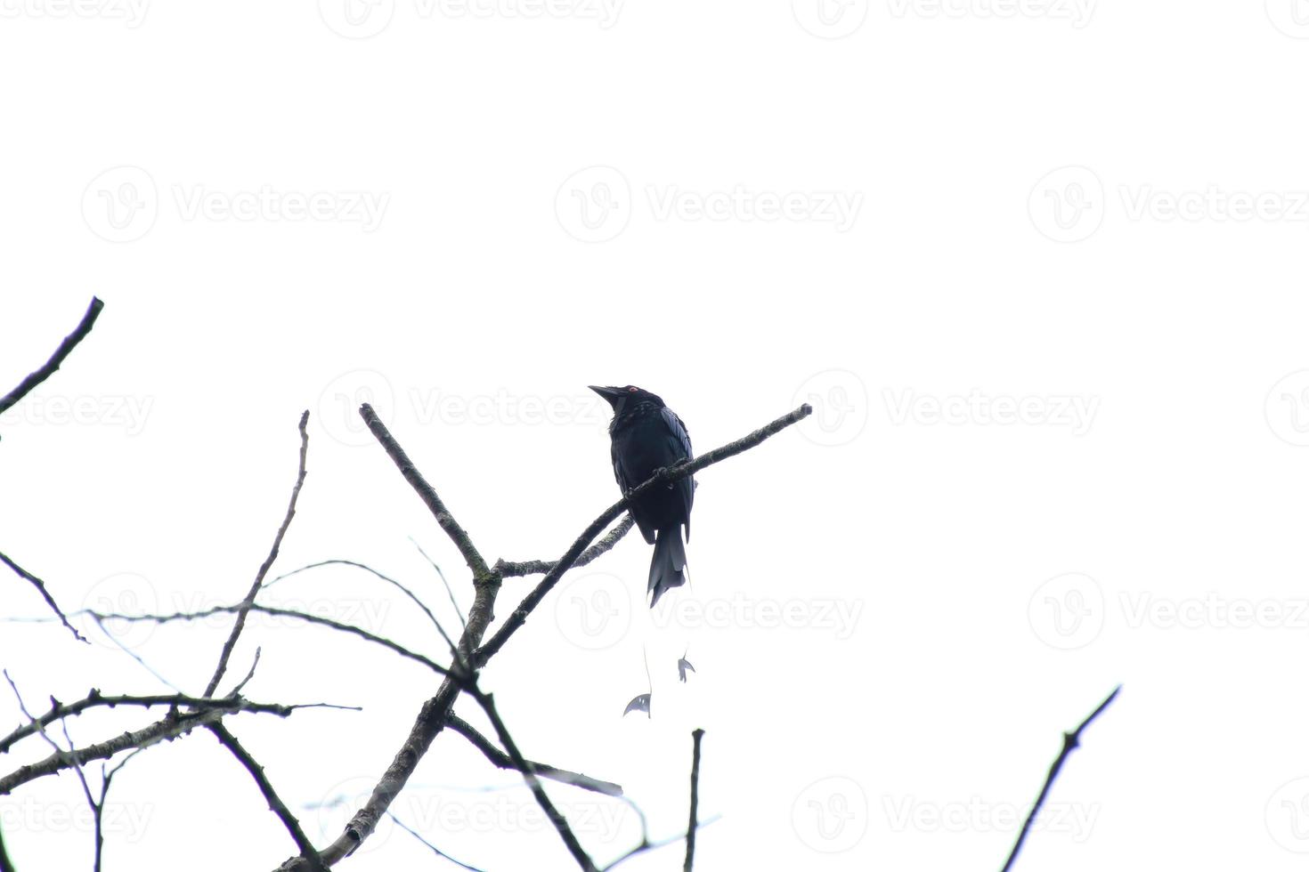 Greater Racket Tailed Drongo up on the tree photo