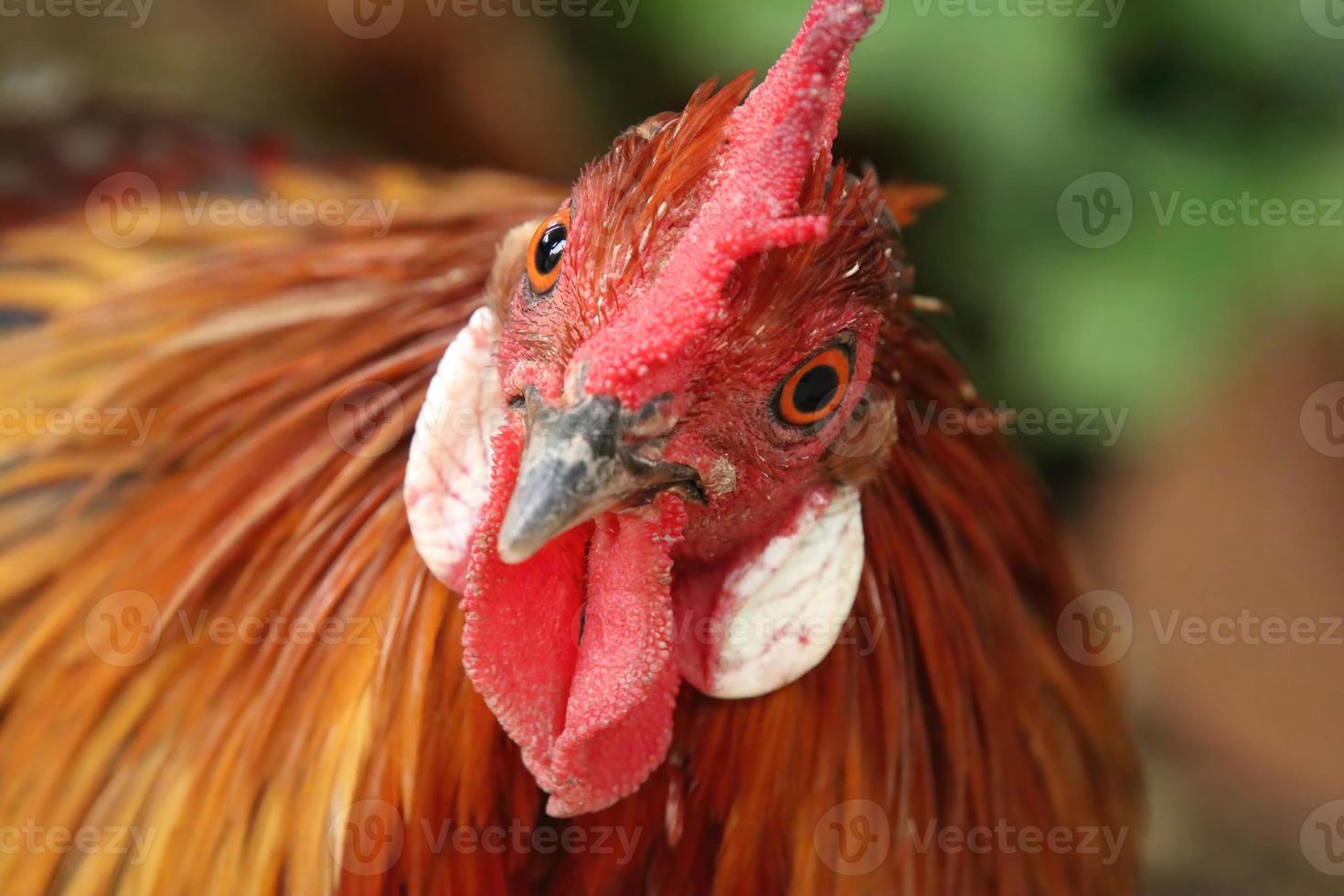 Red Jungle fowl Chicken looking into the camera photo