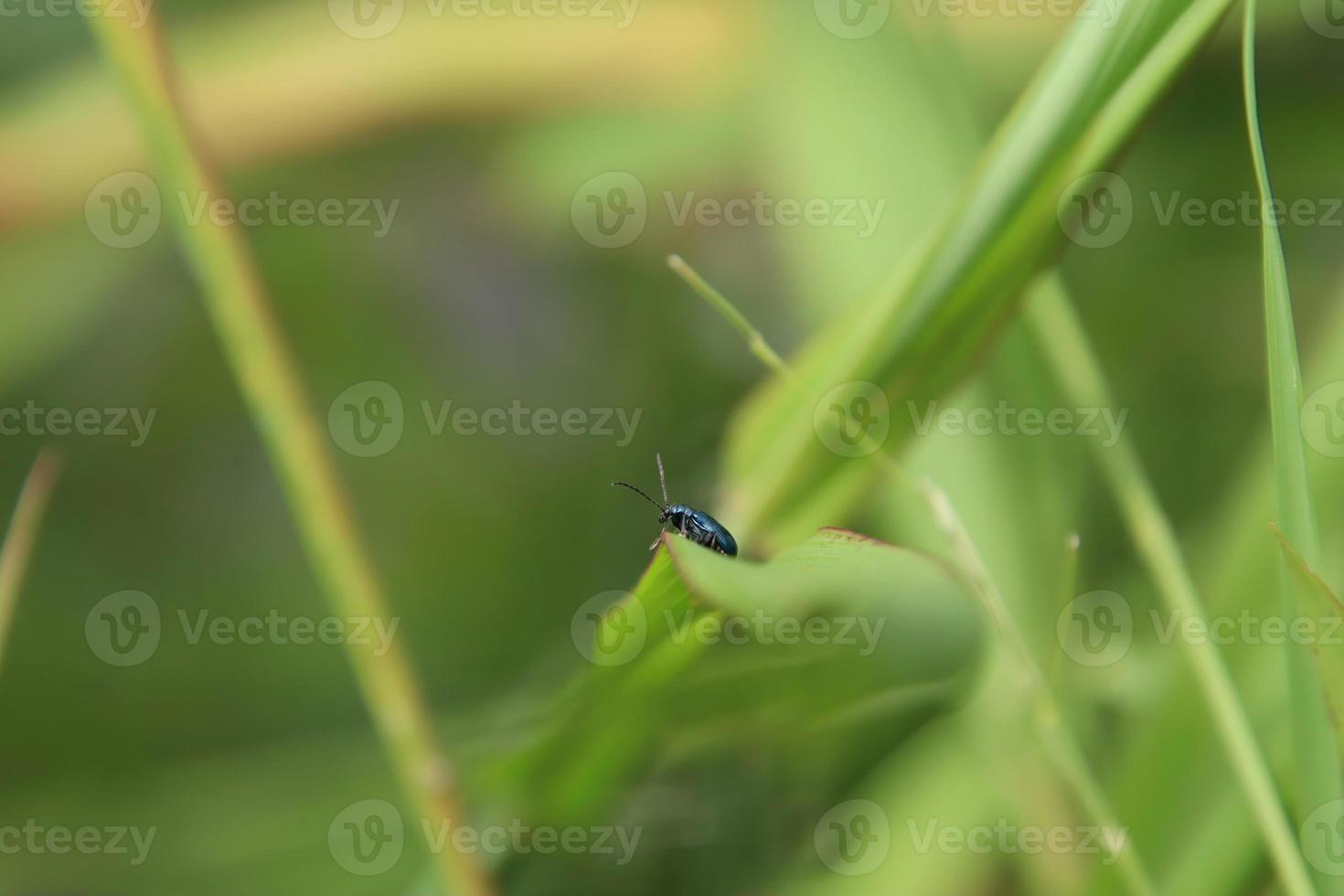 Small insect on a leaf in a park photo