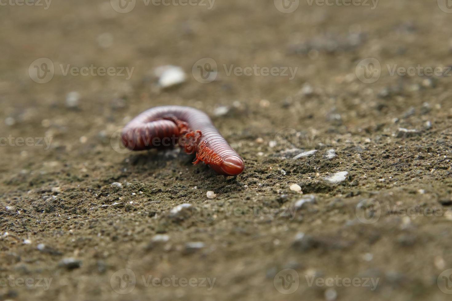 Dead Rusty Millipede on the ground photo