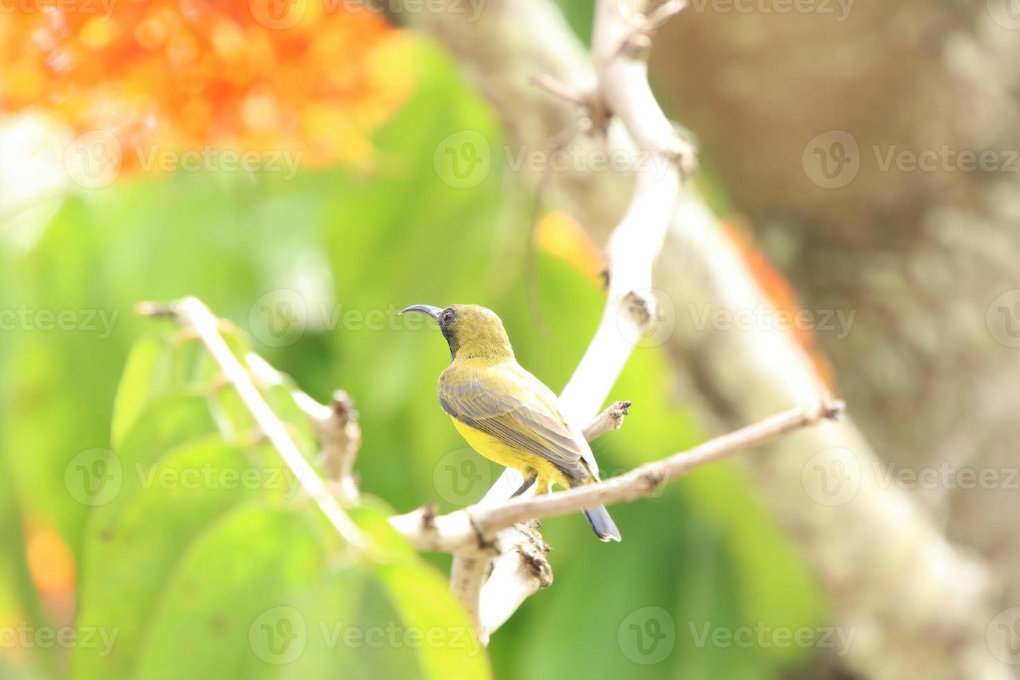 Olive backed sunbird on the tree tops photo