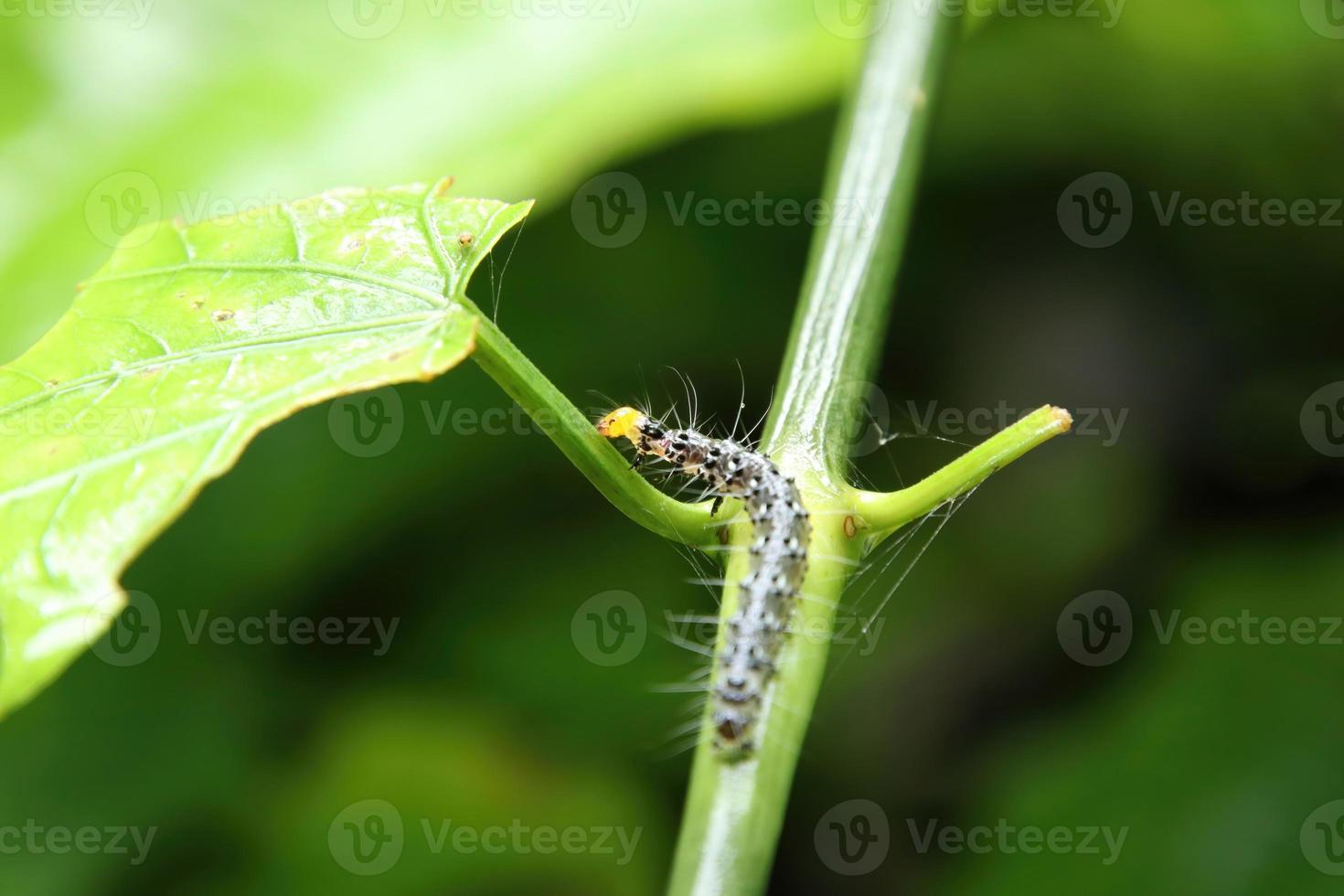 Caterpillar feeding on a leaf photo