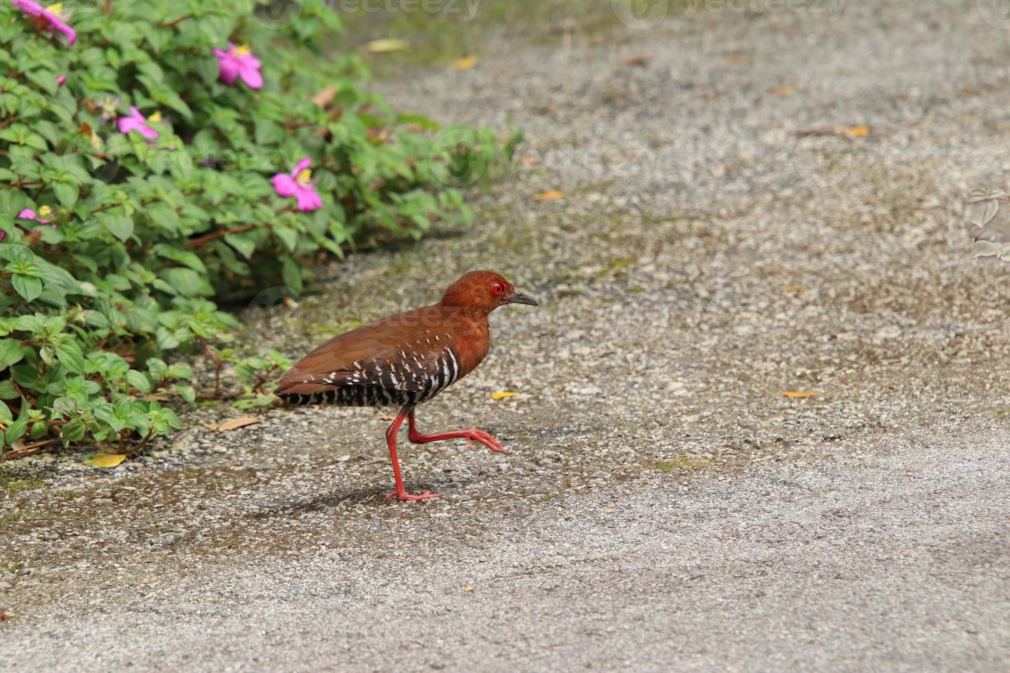 Red Legged Crake on the ground photo