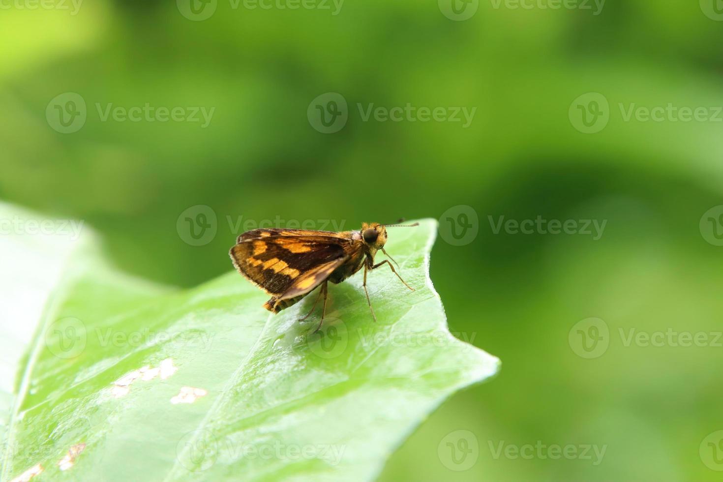 Butterflies on a leaf staring into space photo