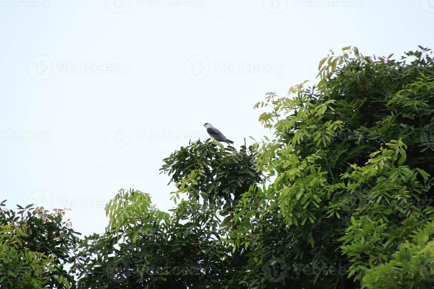 Bird of prey on a high position photo