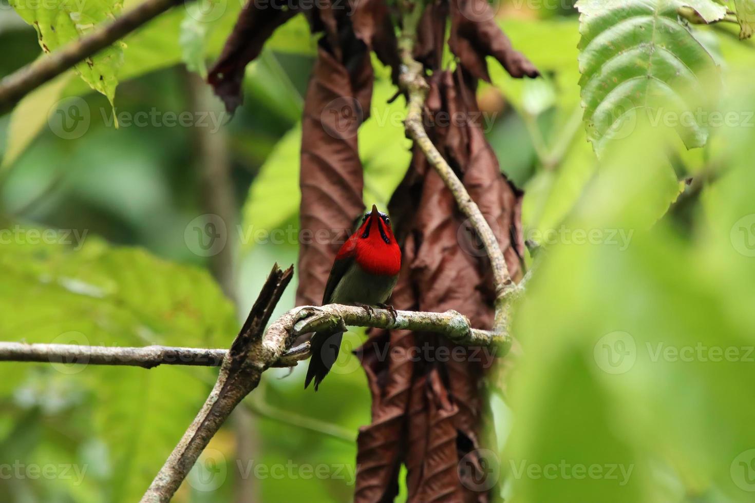 Crimson Sunbird amongst the flowers photo