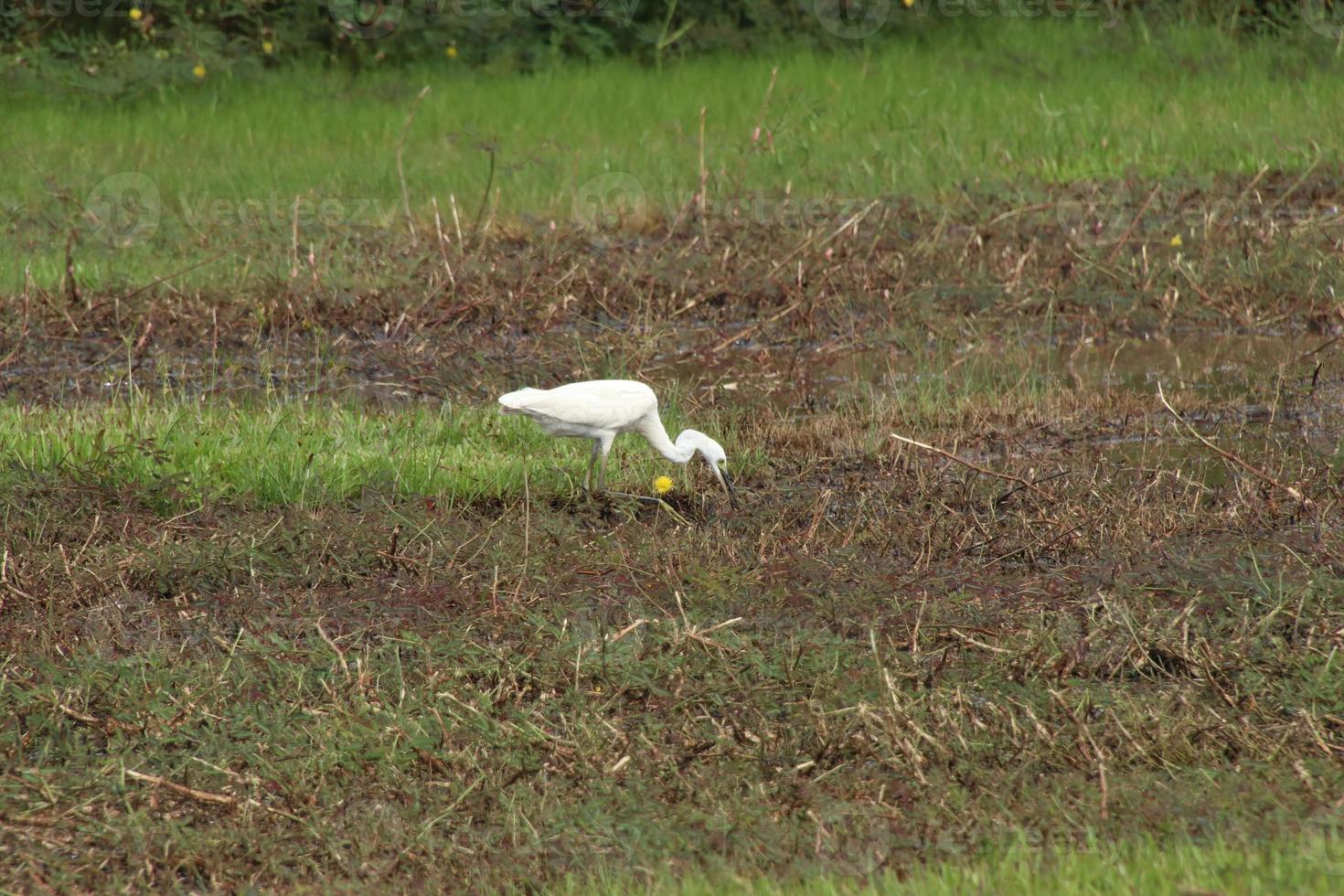 White intermediate egret in a paddy field photo