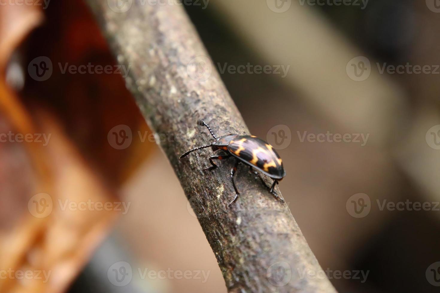 escarabajo de hongos agradable en un tronco de árbol de madera foto