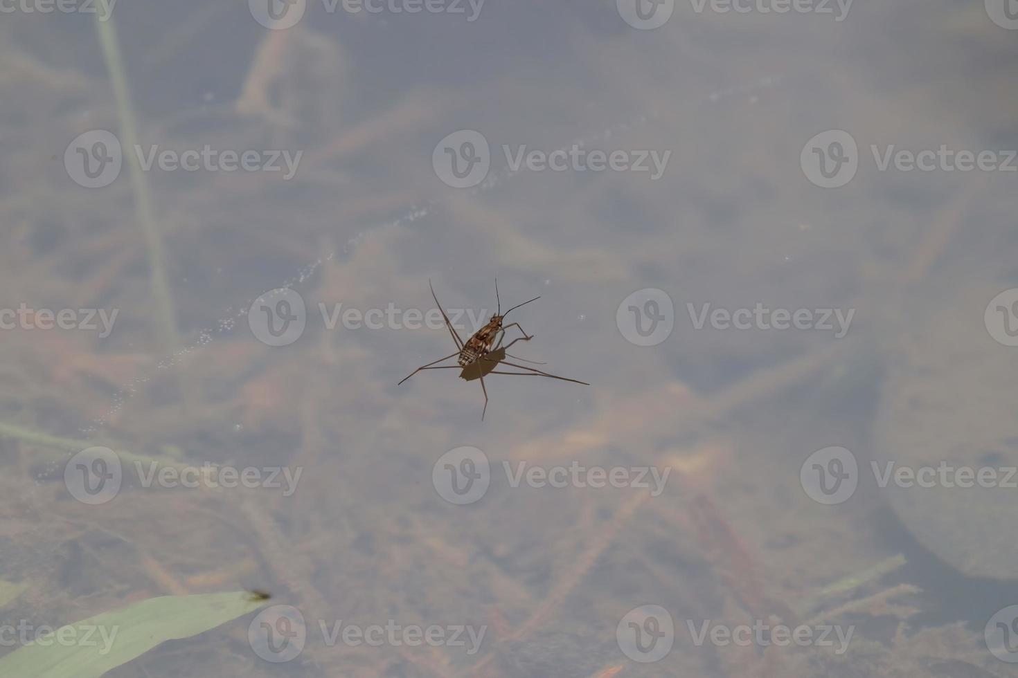 Small Invertebrate in the forest photo