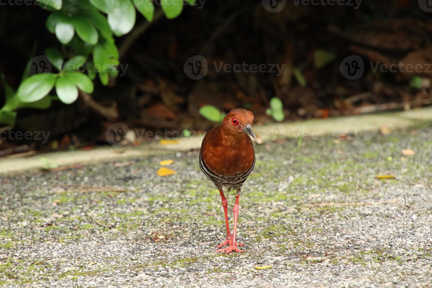 Red Legged Crake on the ground photo