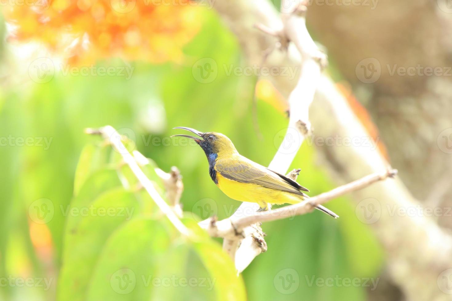 Olive backed sunbird on the tree tops photo