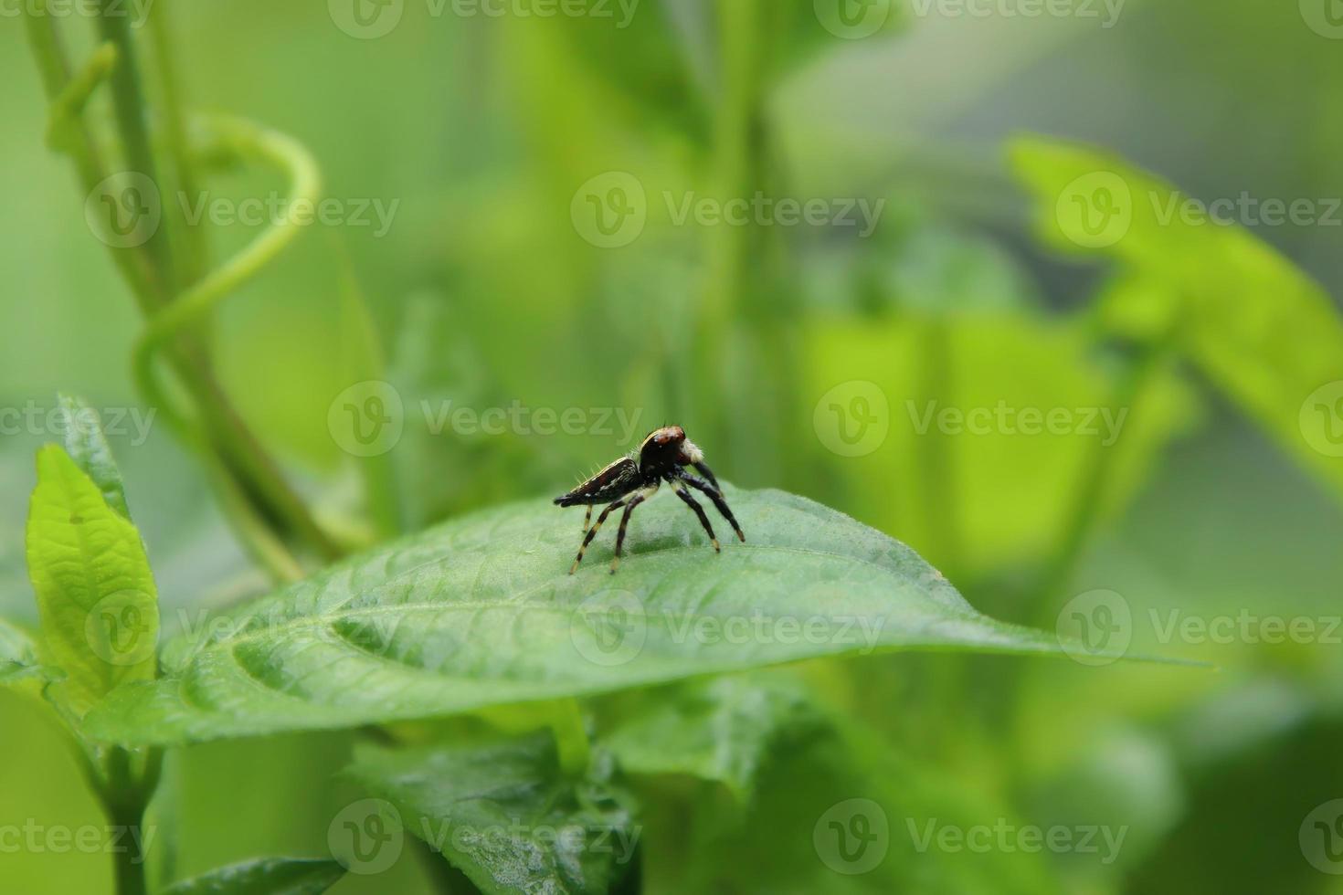 araña saltando en una hoja foto