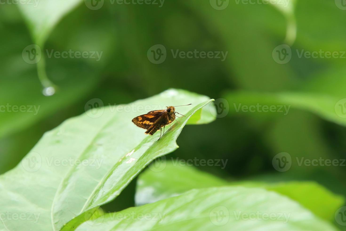 Butterflies on a leaf staring into space photo